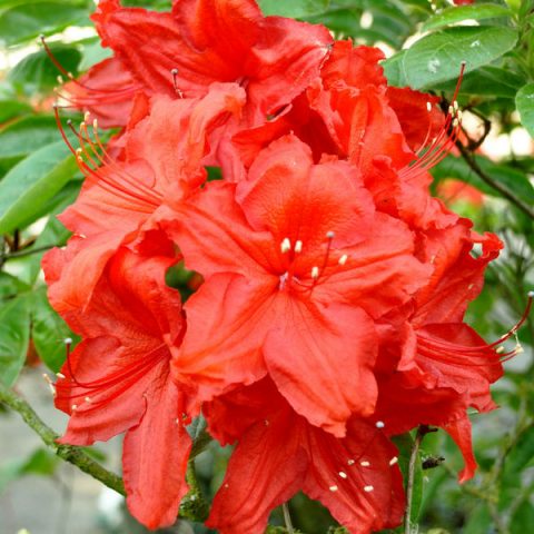 Azalea deciduous: photo, varieties, cultivation