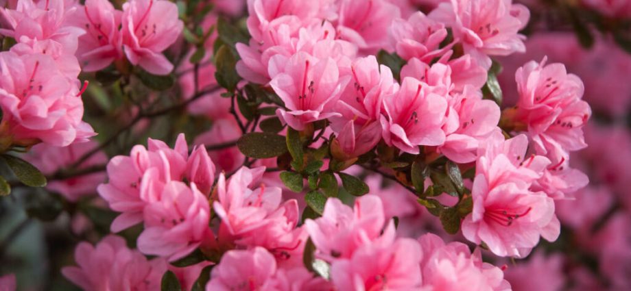 Azalea deciduous: photo, varieties, cultivation