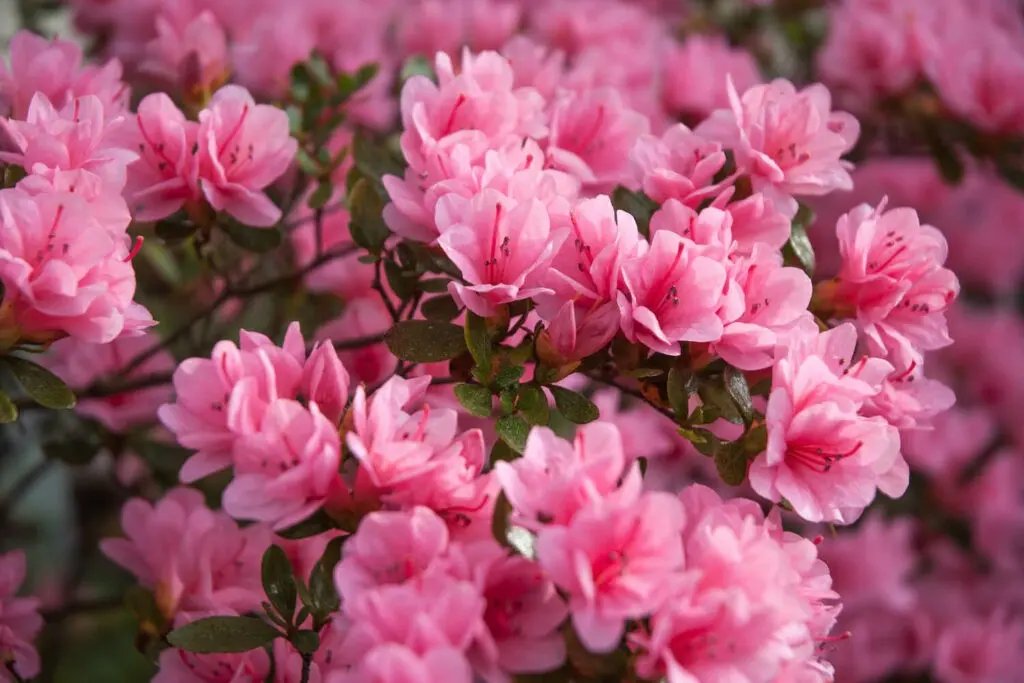 Azalea deciduous: photo, varieties, cultivation