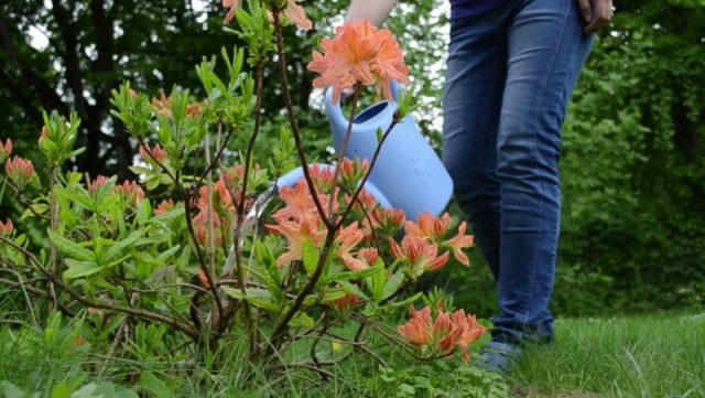 Azalea Kenigstein: description, planting and care, winter hardiness