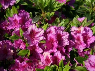 Azalea Kenigstein: description, planting and care, winter hardiness