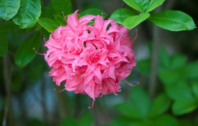 Azalea pink: description and photo, planting and care