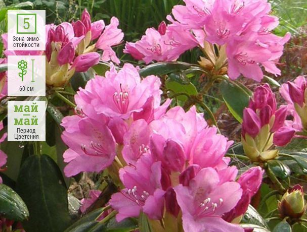 Azalea pink: description and photo, planting and care