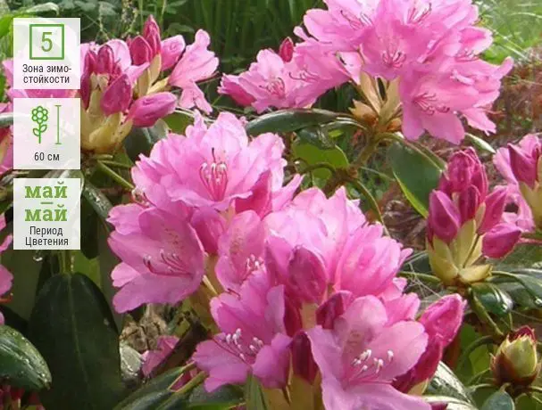 Azalea pink: description and photo, planting and care