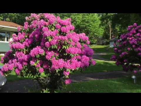 Azalea pink: description and photo, planting and care