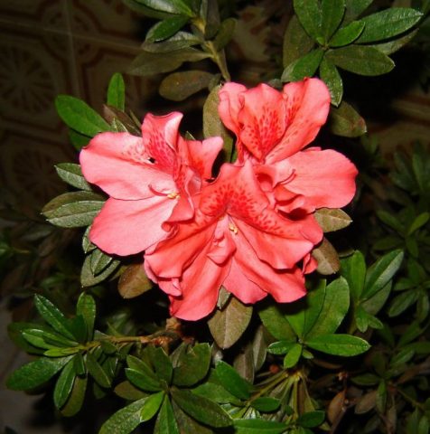 Azalea pink: description and photo, planting and care