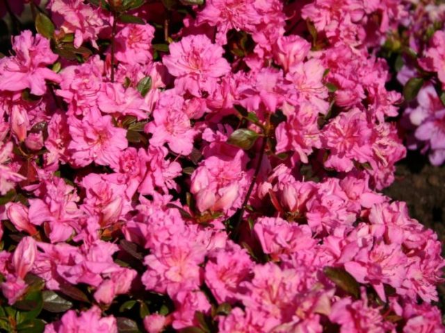 Azalea pink: description and photo, planting and care