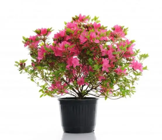 Azalea pink: description and photo, planting and care