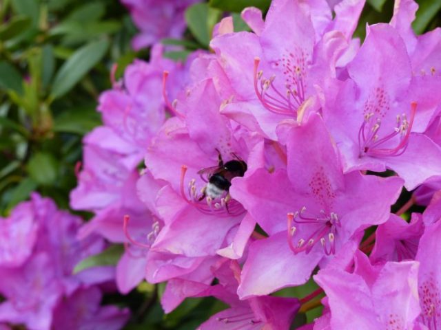 Azalea pink: description and photo, planting and care