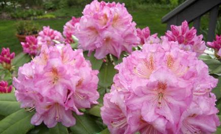 Azalea pink: description and photo, planting and care