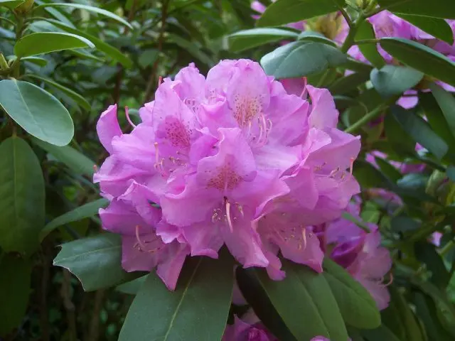 Azalea pink: description and photo, planting and care