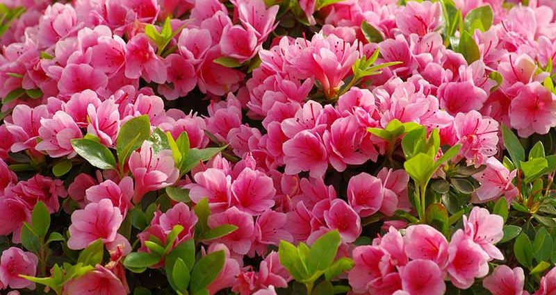 Azalea pink: description and photo, planting and care