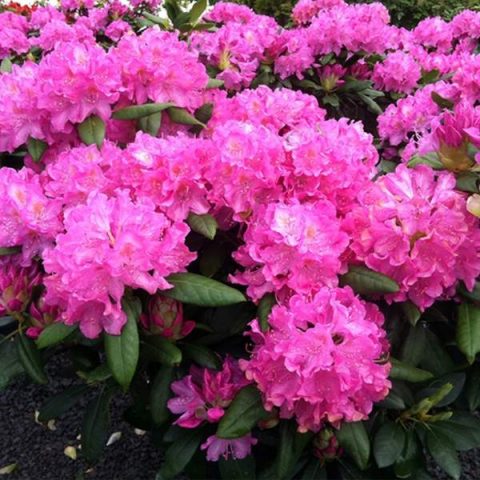 Azalea pink: description and photo, planting and care