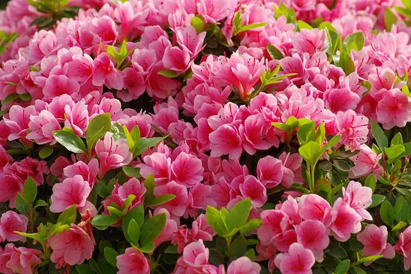 Azalea pink: description and photo, planting and care