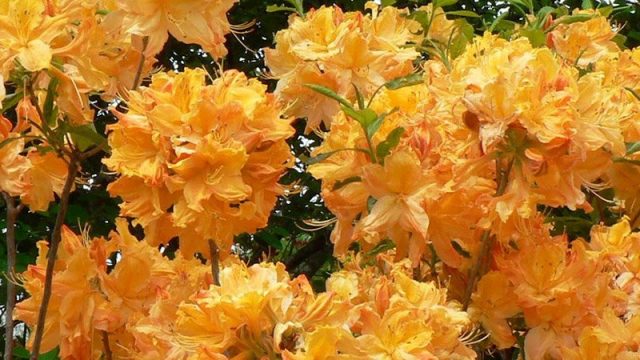 Azalea (rhododendron) Golden Lights: description, frost resistance, reviews