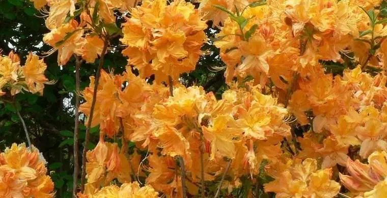 Azalea (rhododendron) Golden Lights: description, frost resistance, reviews