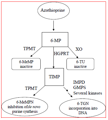 Azathioprine &#8211; use, dosage, side effects, price. A drug with an immunosuppressive and cytotoxic effect