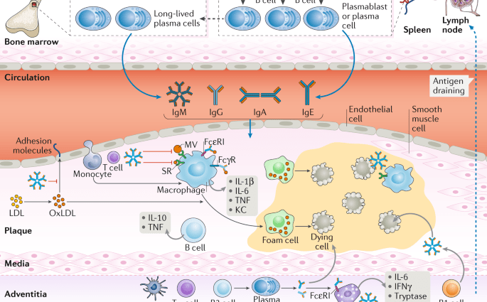 B lymphocytes responsible for atherosclerosis