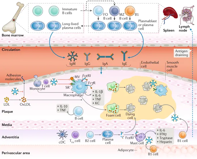 B lymphocytes responsible for atherosclerosis