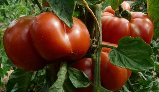 Baby: fertilizer for tomatoes and peppers