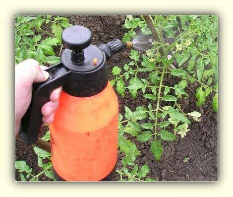 Baby: fertilizer for tomatoes and peppers