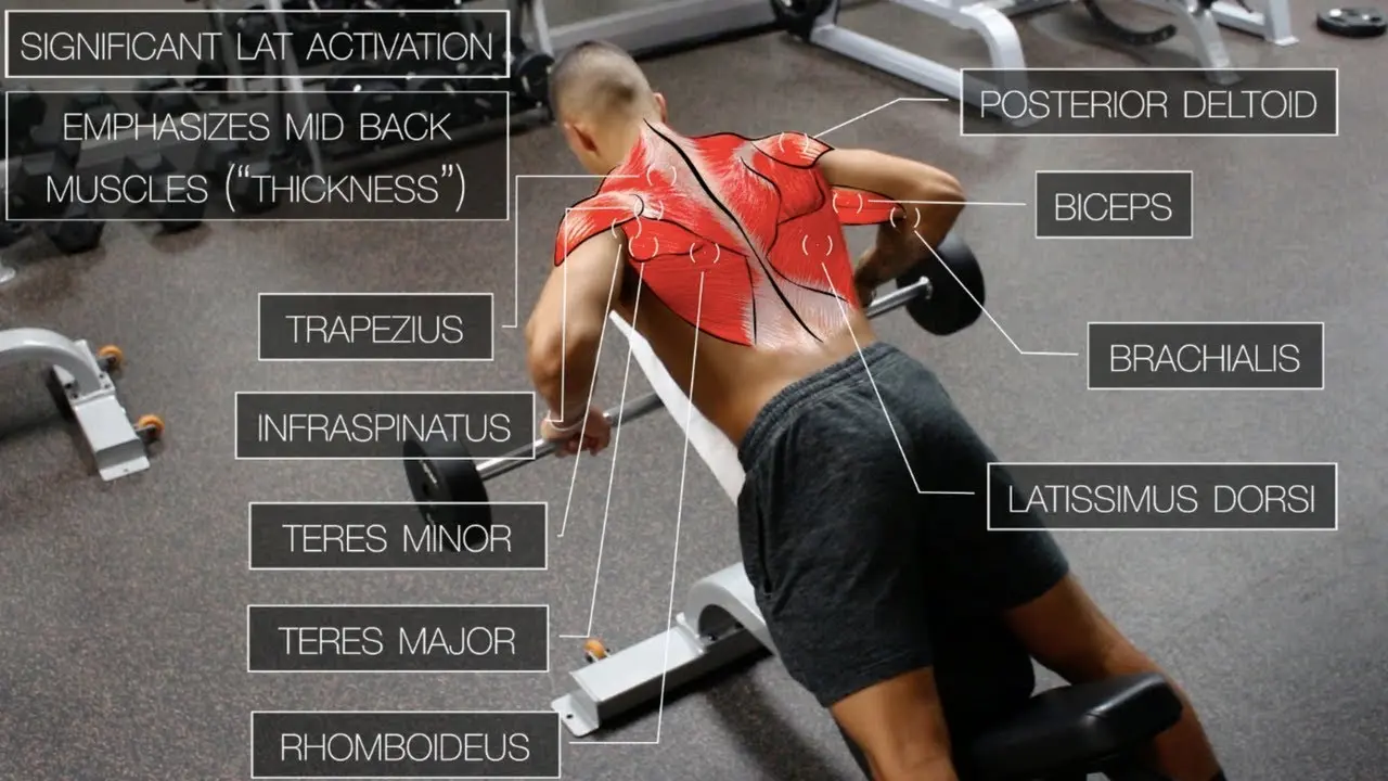 Back muscles &#8211; structure, functions, training. Back muscles exercises