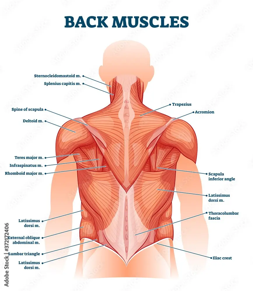 Back muscles