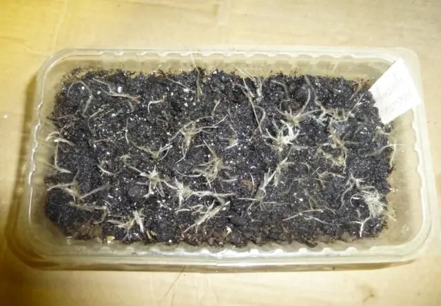 Backache from seeds: how to grow seedlings, stratification, photo, video