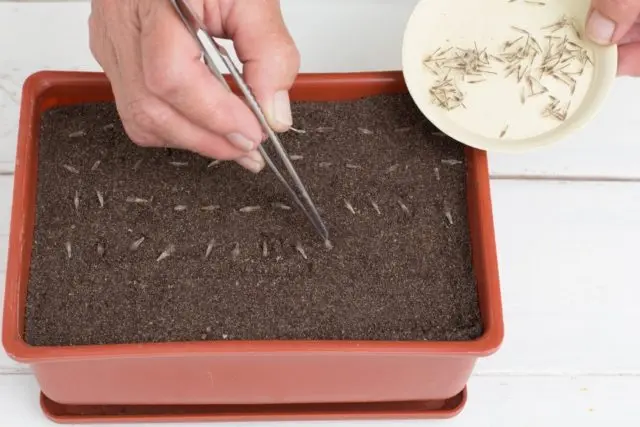 Backache from seeds: how to grow seedlings, stratification, photo, video