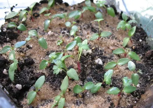 Backache from seeds: how to grow seedlings, stratification, photo, video