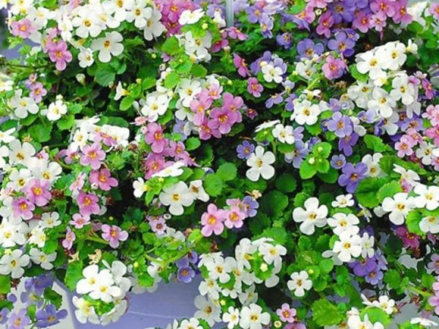 Bacopa flower: when to sow, photo, planting and care, reproduction, reviews