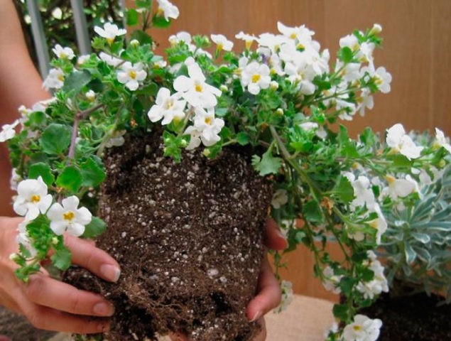 Bacopa flower: when to sow, photo, planting and care, reproduction, reviews