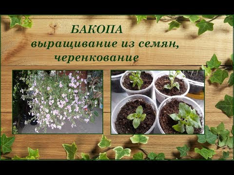 Bacopa flower: when to sow, photo, planting and care, reproduction, reviews