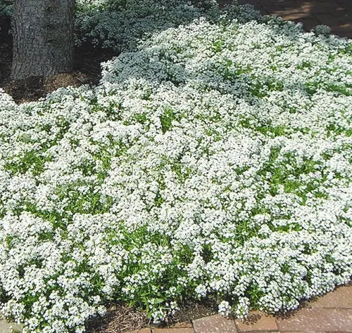 Bacopa flower: when to sow, photo, planting and care, reproduction, reviews