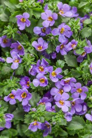 Bacopa flower: when to sow, photo, planting and care, reproduction, reviews