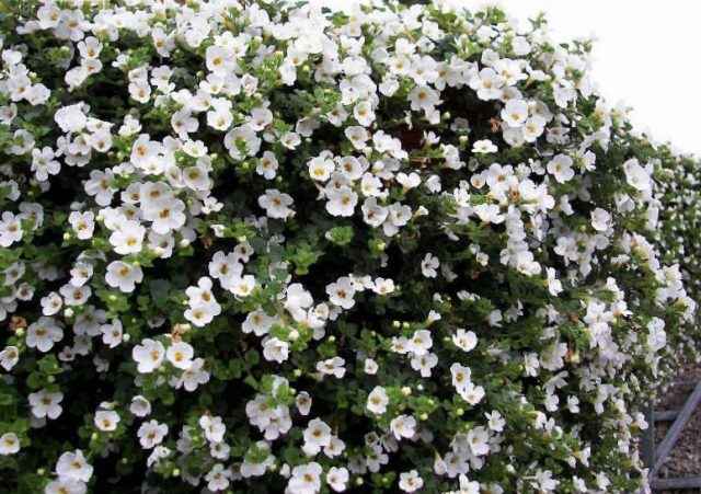 Bacopa flower: when to sow, photo, planting and care, reproduction, reviews