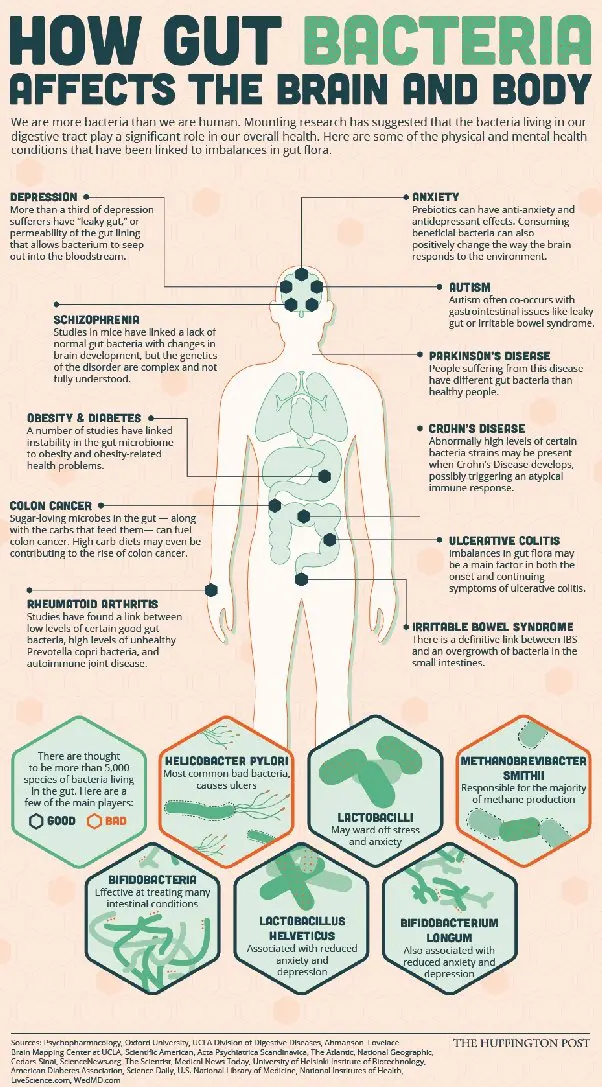 Bacteria cause depression. What else do you need to know about them?