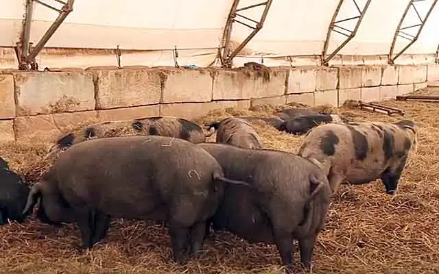 Bacteria for bedding in a pigsty