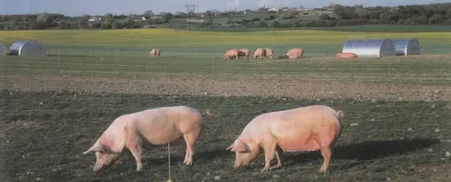 Bacteria for bedding in a pigsty