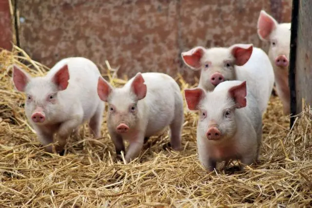 Bacteria for bedding in a pigsty