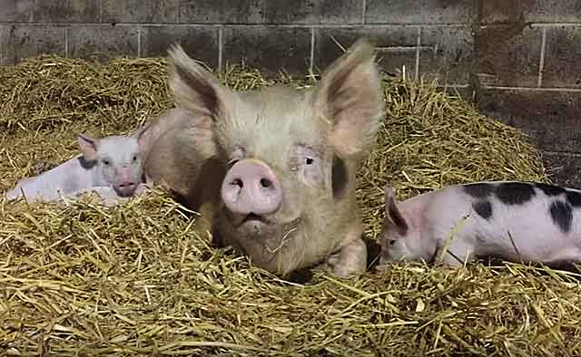 Bacteria for bedding in a pigsty