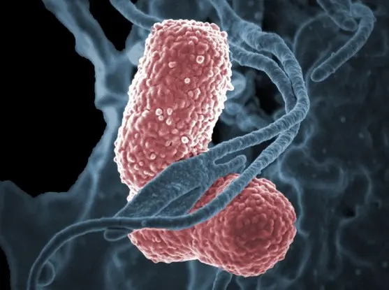 Bacteria more dangerous than cancer