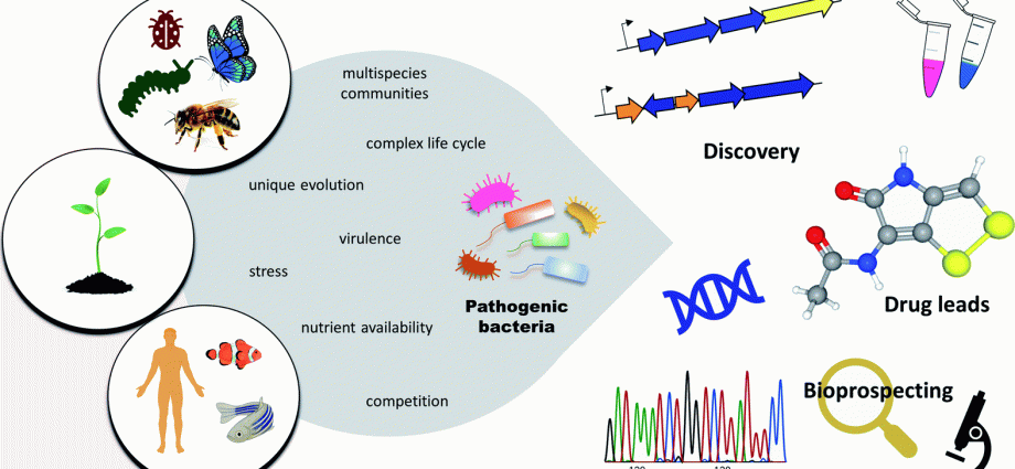 Bacteria &#8211; types, role, research. Pathogenic bacteria