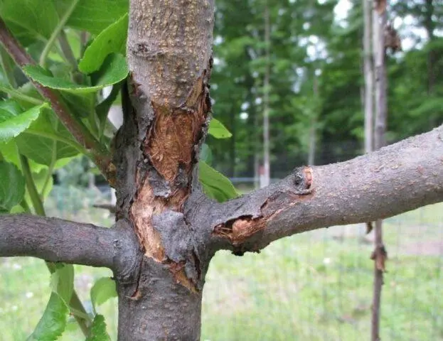 Bacterial burn of an apple tree: how and what to treat, drugs, photo, fight