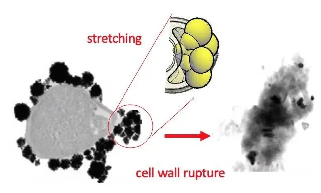 Bacterial-killing nanomaterials have been developed