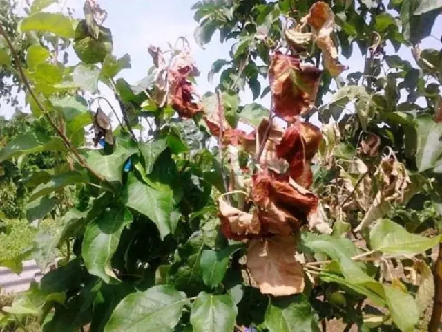 Bacterial pear blight