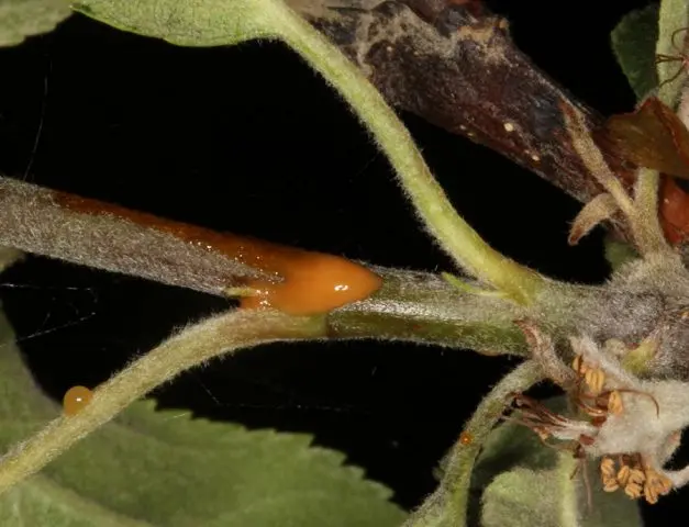 Bacterial pear blight