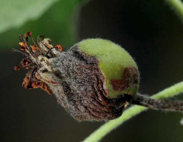 bacterial blight on pear