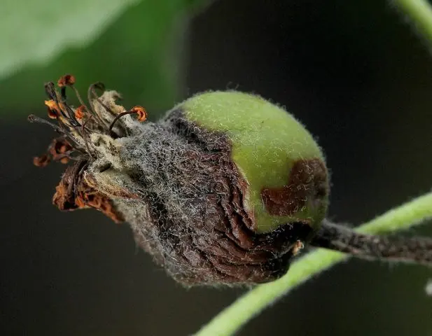 Bacterial pear blight