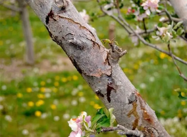 Bacterial pear blight